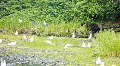 Bear walking by river P HD 8684 HD Footage