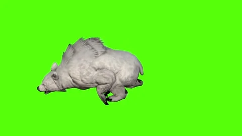 Bear Walking slow Green Screen Animation 4K Rendering Video stock 295557364