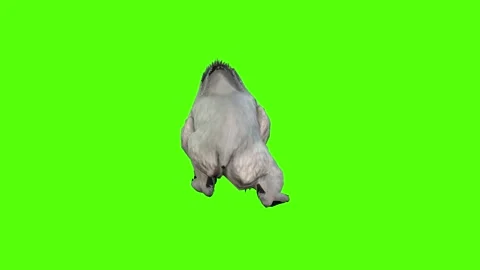 Bear Walking slow Green Screen Animation 4K Rendering Stock Footage 295557380