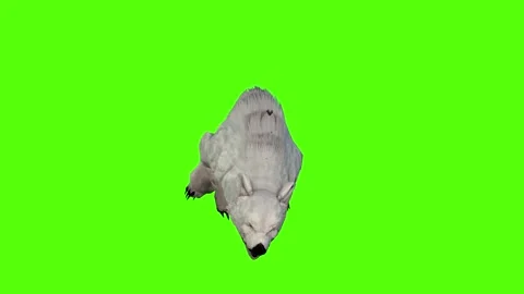 Bear Walking slow Green Screen Animation 4K Rendering Stock Footage 295557383