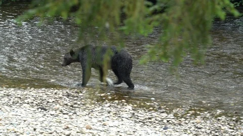 Bear walking in stream in forest Stock Footage 97598548