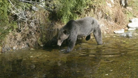 Bear walking in stream on a sunny day Stock-Footage 97587946