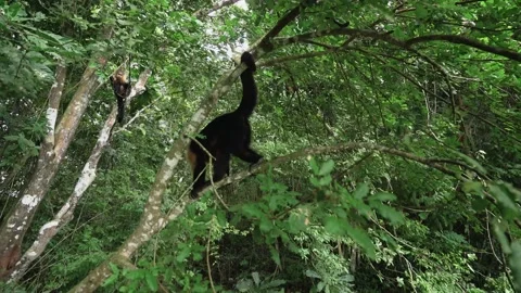 A bear walking through a forest Stock Footage 155398917