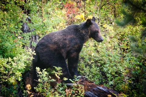 Bear Walking Through A Forest. Stock Photos