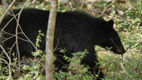 Bear Walking Through the Forest in the Smoky Mountains near Gatlinburg Stock Footage 96750796