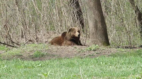 Bear walking through the grass near the forest Stock Footage 22511703