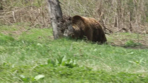 Bear walking through the grass near the forest Stock Footage 22511710
