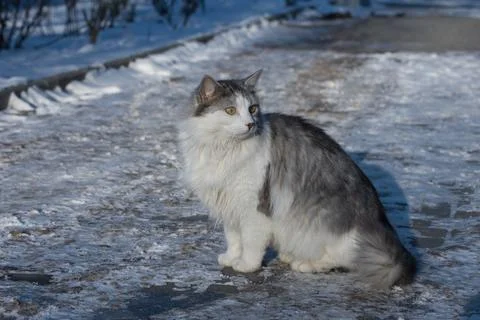 Bear Walking Through a Snowy Winter Habitat Fotos Stock