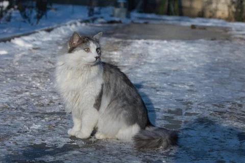 Bear Walking Through a Snowy Winter Habitat Photos