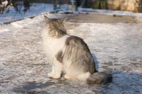 Bear Walking Through a Snowy Winter Habitat Stock Photos
