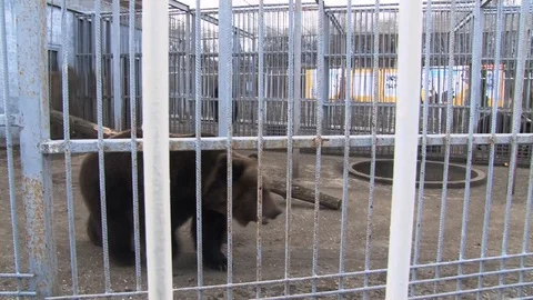 Bear walks on a cage Stock Footage 127954594