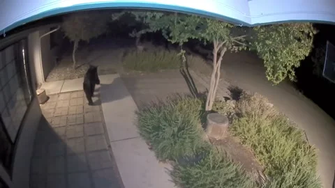 Bear walks by house Stock Footage 168955824