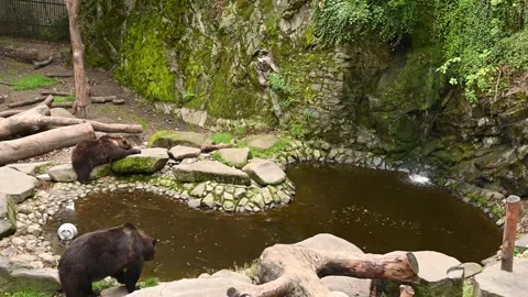 Bear walks in the moat of the castle Cesky Krumlov, Czech republic Stock Footage 250462805