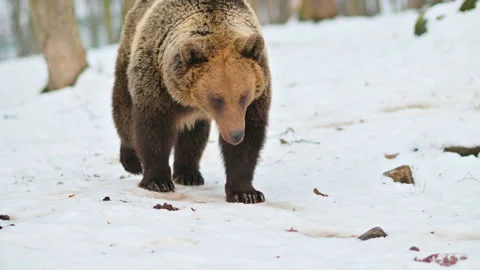Bear Wandering in Woods Stock Footage 149845494