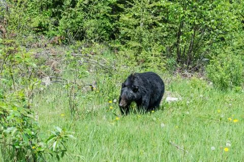 A bear wanders through the wilderness in Jasper National Park Stock Photos