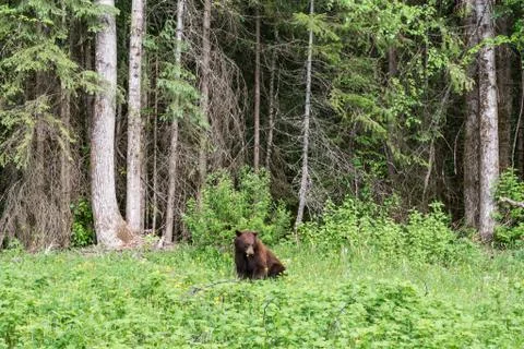 A bear wanders through the wilderness in Jasper National Park Stock Photos