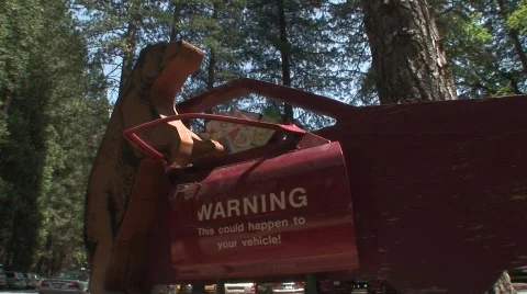 Bear warning Stock-Footage 475524