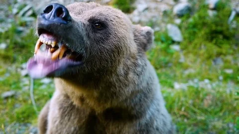 The bear warns of an attack on a person, sound Stock Footage 120063832