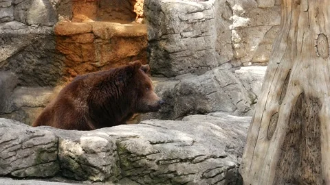 A bear washes in a bath in the aviary of the zoo. 스톡 동영상 131984003
