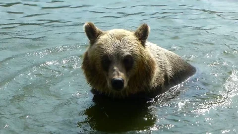 Bear in the water. A brown teddy bear relaxes in a pond. Stock Footage 113823605