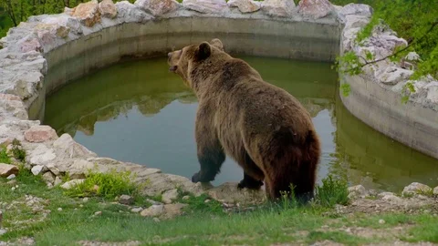Bear in the water Stock Footage 126296371