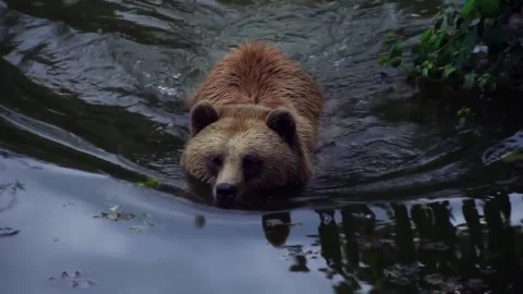 Bear in water Stock Footage 314908224