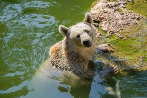 Bear in water Stock Photos