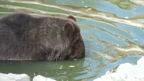 Bear in the water, slow motion Video stock 79535744