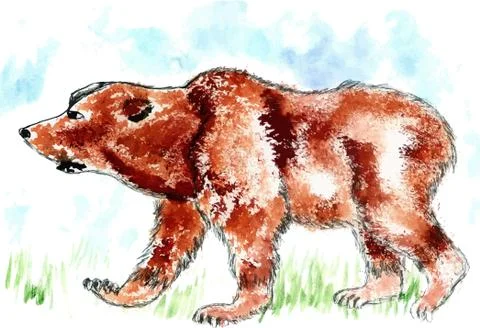 Bear Watercolor Stock Illustration