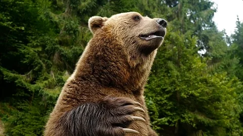 The bear waves its paw and disappears from the frame. Stock Footage 120063670