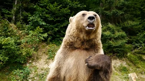 The bear waves its paw and tries to explain something. Stock-Footage 120063725
