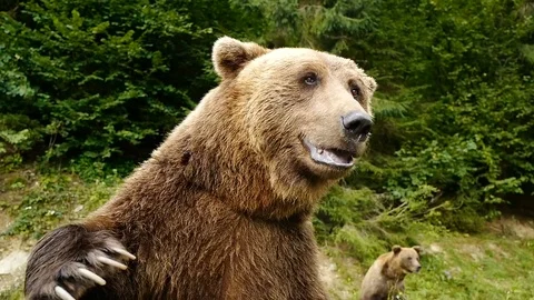 Bear waving paw on the background of the forest. Stock Footage 120063676