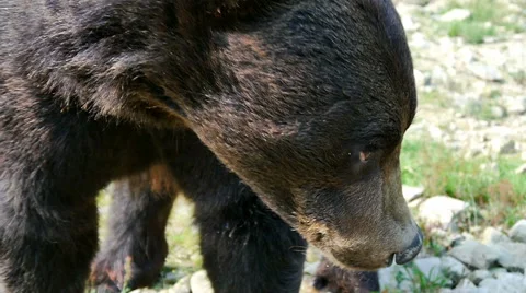 Bear in the wild Stock Footage 54720872