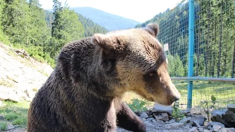 Bear in the wild 库存影片 81232410