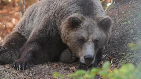 A bear in the wild nature. Stock Footage 168538779