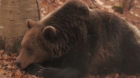 A bear in the wild nature. Stock Footage 168541513