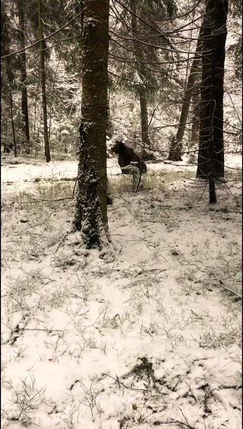 Bear in the winter forest Video stock 144189268