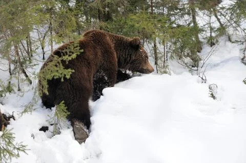 Bear in winter forest Stock Photos
