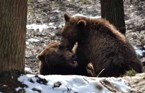 Bear in winter Stock Photos