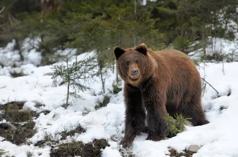 Bear in winter Stock Photos
