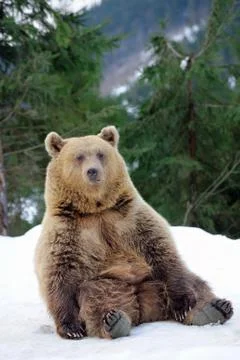 Bear in winter 写真素材