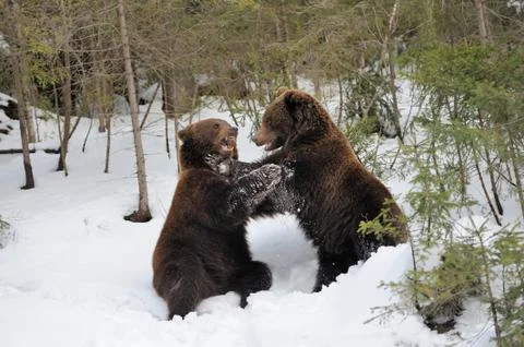 Bear in winter Stock Photos