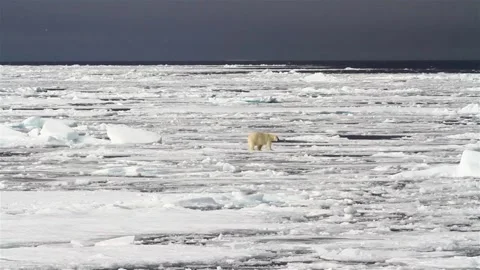 Bear winter polar bears in arctic spitsbergen travel frozen in video 4k HD 스톡 동영상 334032237