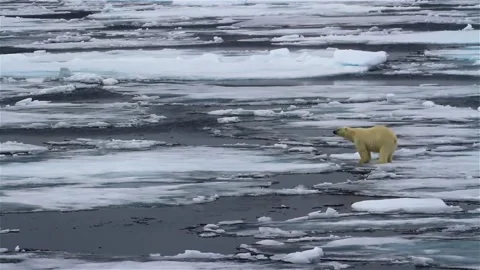 Bear winter polar bears in arctic spitsbergen travel frozen in video 4k HD Vídeo Stock 334032277