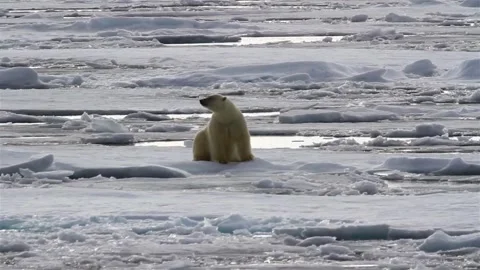 Bear winter polar bears in arctic spitsbergen travel frozen in video 4k HD Vídeo Stock 334032278
