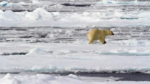 Bear winter polar bears in arctic spitsbergen travel frozen in video 4k HD Vídeo Stock 334032290
