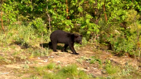 Bear in Wooded Meadow Stock Footage 34174417