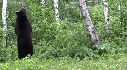 A bear in the woods 2 Stock Footage 39948480