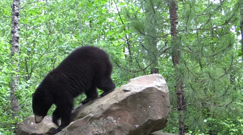 A bear in the woods 4 Video stock 39948496