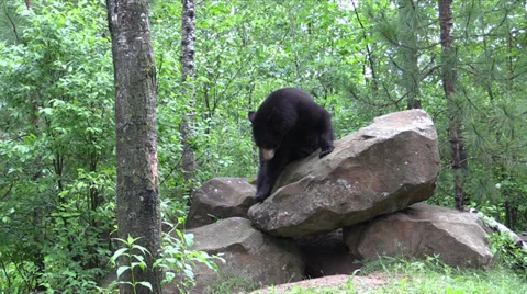 A bear in the woods 5 Stock Footage 39948590